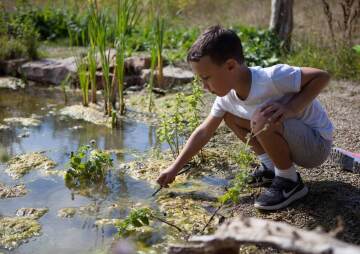 Newts & Nymphs - Family Pond Dipping