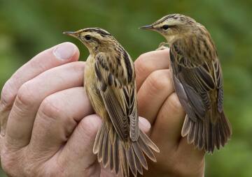 Société Jersiaise - Ornithology Section Meeting