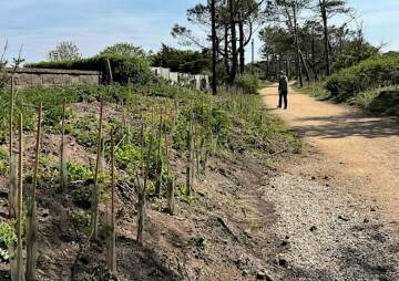 Water the Walk - Volunteering with Jersey Trees for Life