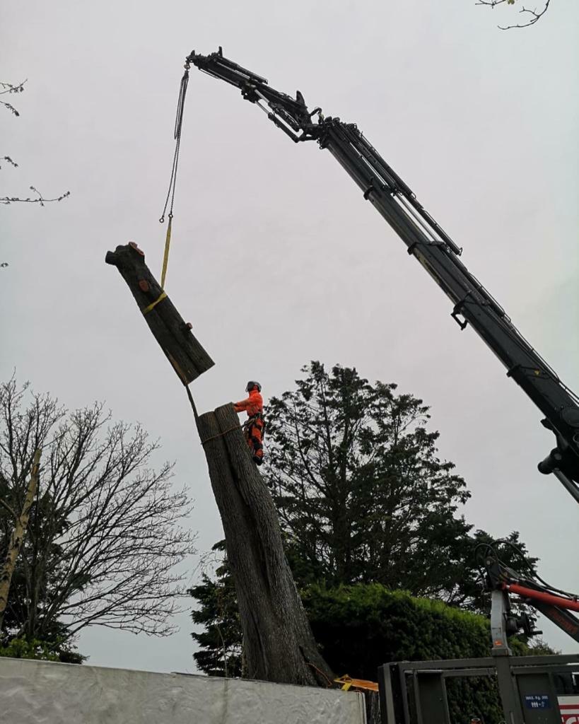 Jonathan Le Maistre Tree Surgery Ltd