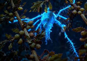 Mini Bioluminescence - Intertidal Walk