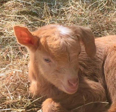 Jerriaise D'Or Goat Farm