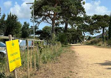 Weed the Walk - Volunteering with Jersey Trees for Life