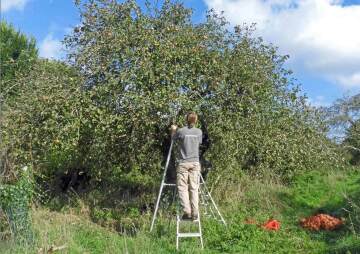 Orchard Pruning Workshop with Dave the Ranger
