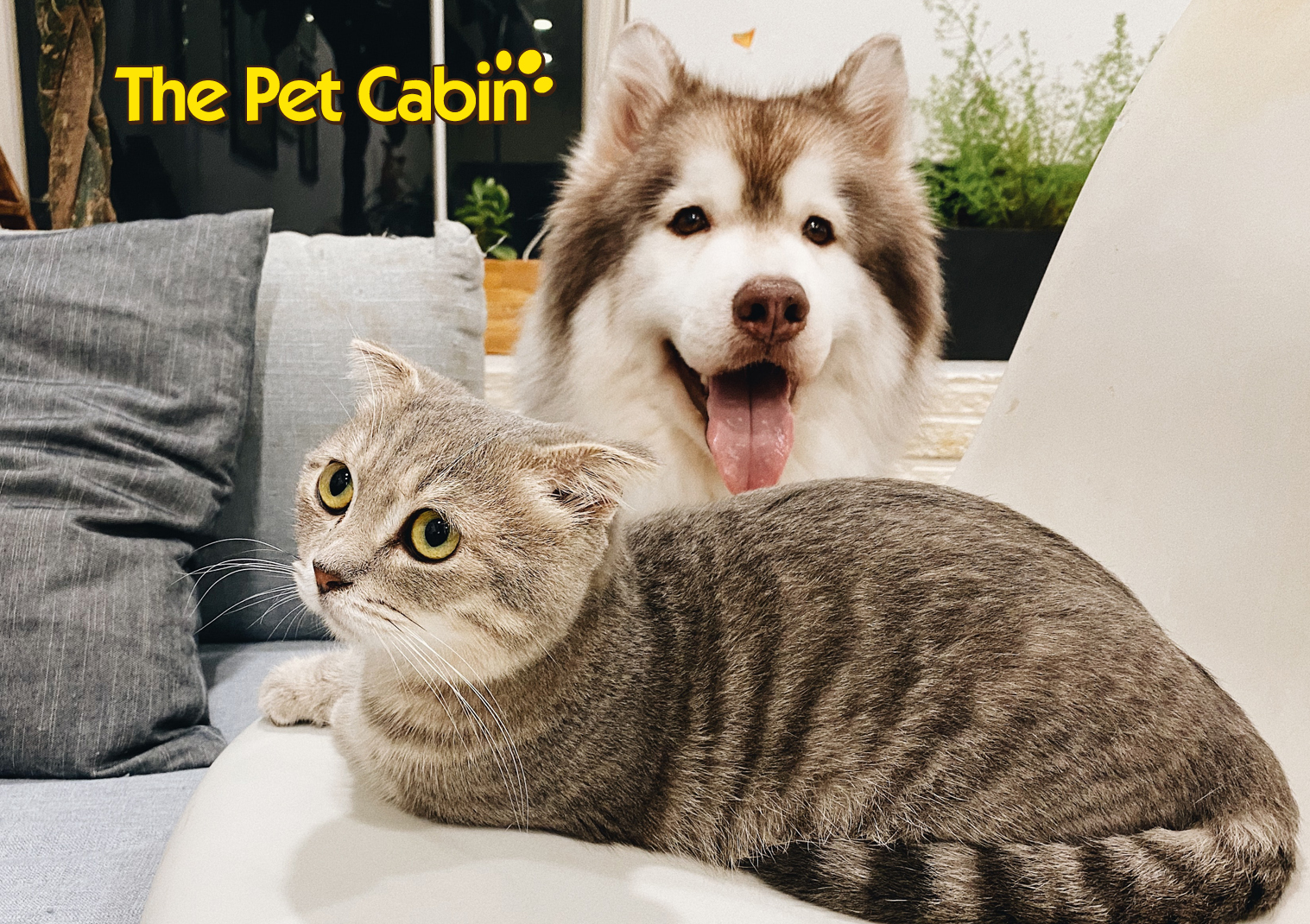 The Pet Cabin - Shop, Collection or Home Delivery