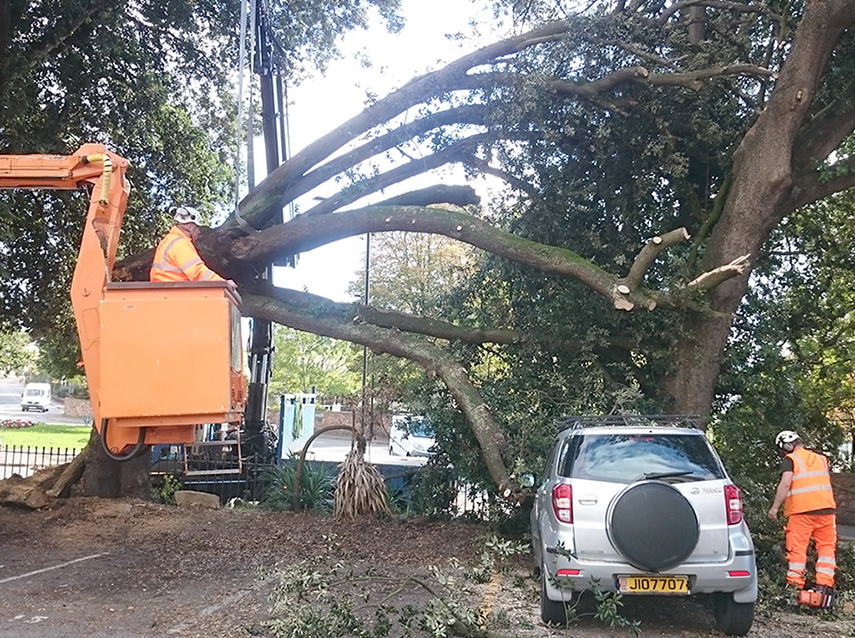 Jonathan Le Maistre Tree Surgery Ltd