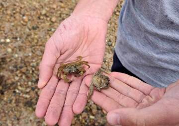 Rockpool Ramble for Families at La Rocque