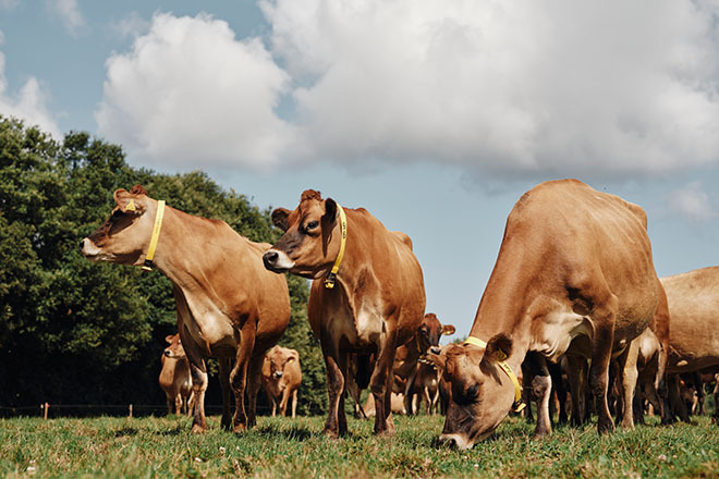 Jersey Dairy