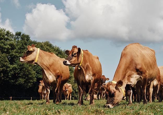 Jersey Dairy
