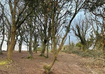 The Future of Egypte Woods