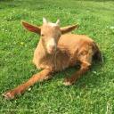 Jerriaise D'Or Goat Farm