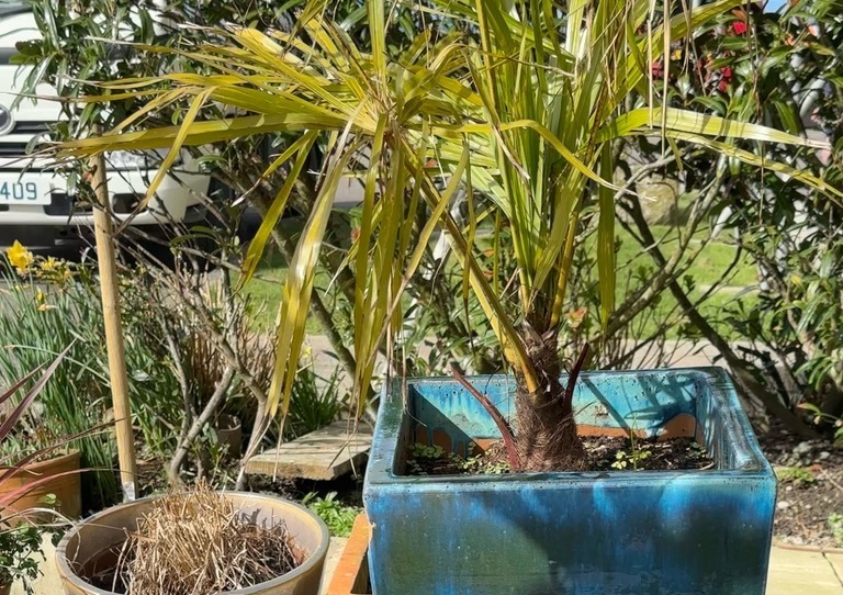 Planted pots Jersey Garden, BBQ & Patio, ( Non Furniture ) Home