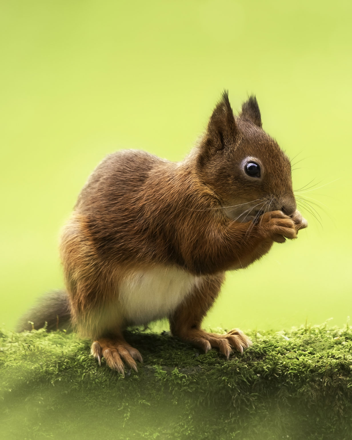 Jersey Red Squirrel